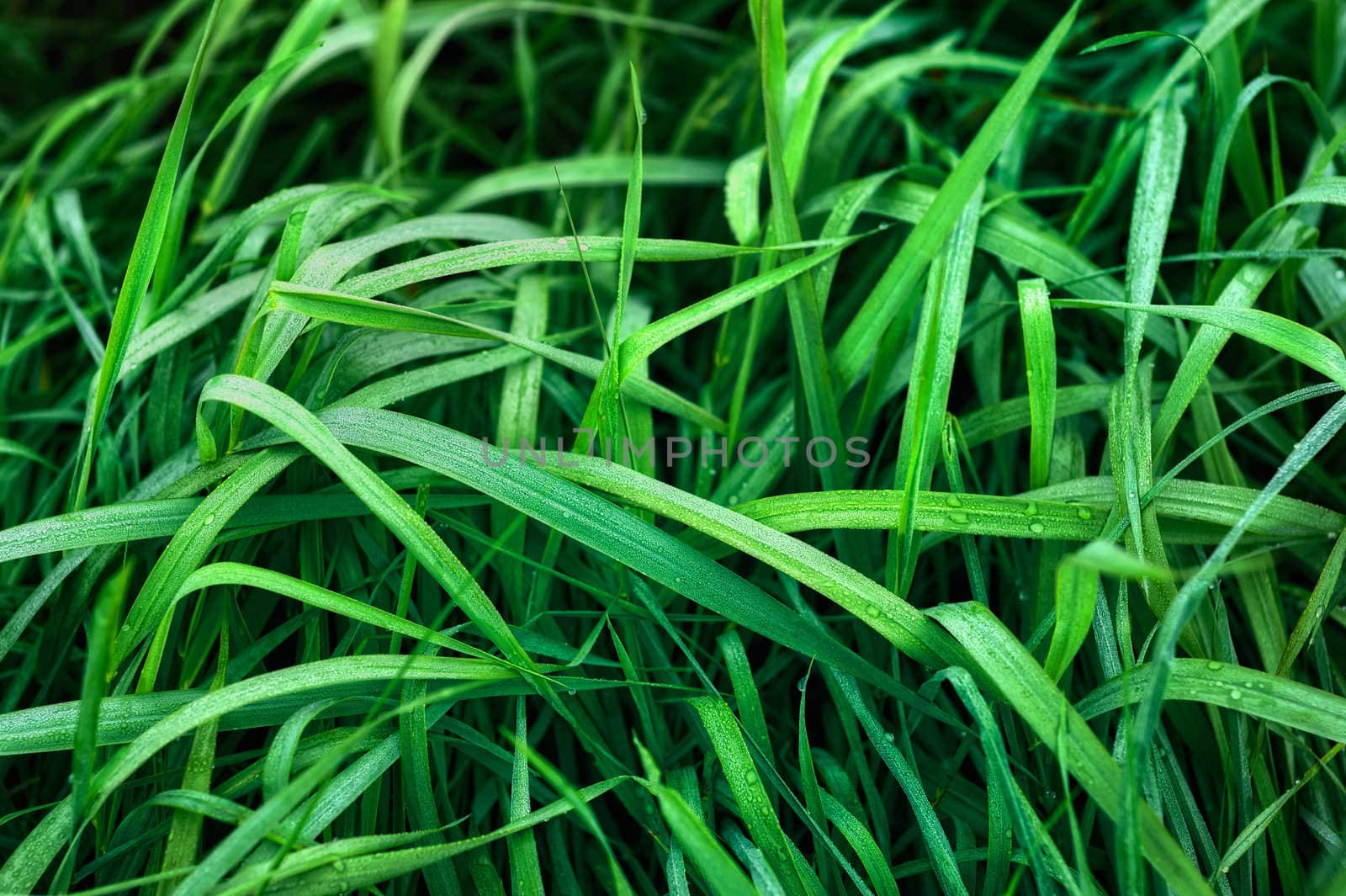 The green grass was wet with dew
