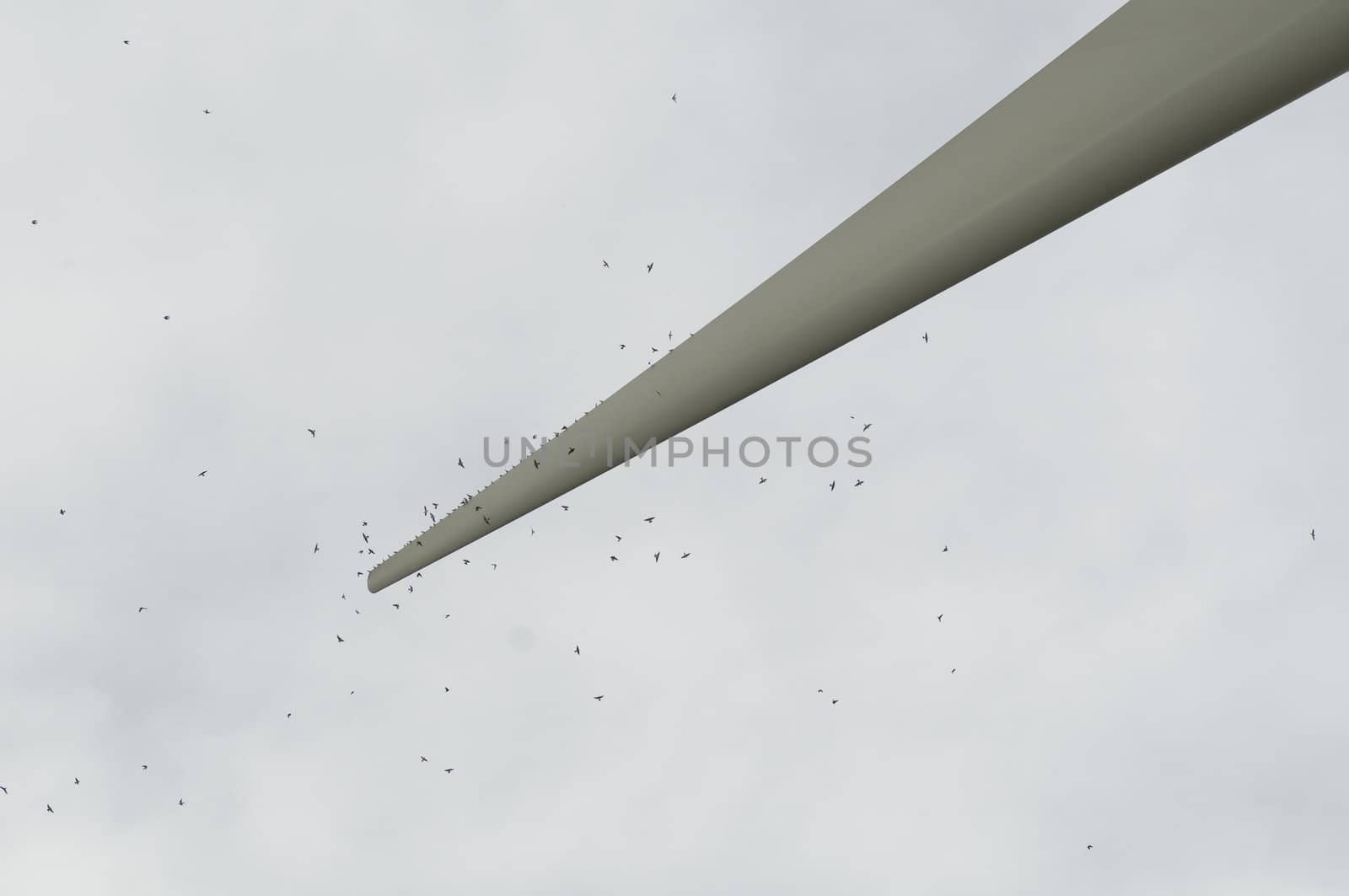 Common House Martin (Delichon urbicum) of the swallow family perching on a wing of an eolic wind turbine