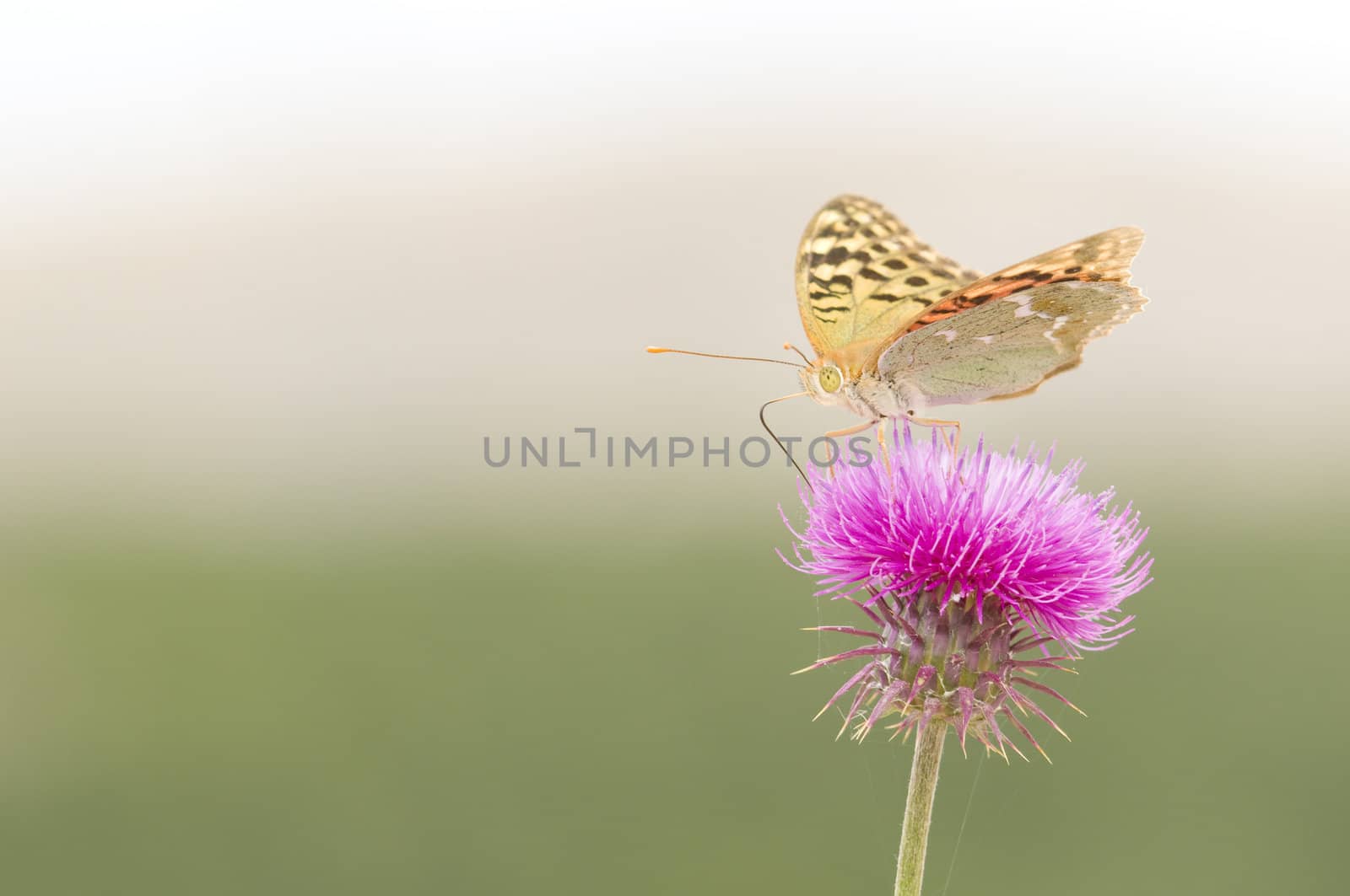 Black dotted butterfly on a red flower