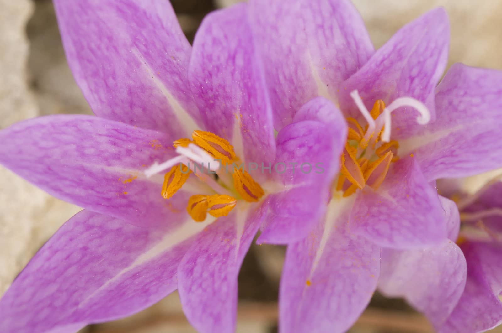 Pink colchicum flowers with orange stamens
