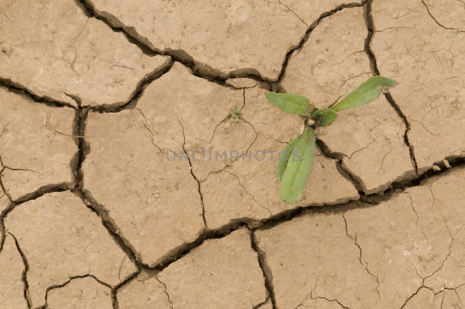 Plant growing in a crack on dry ground