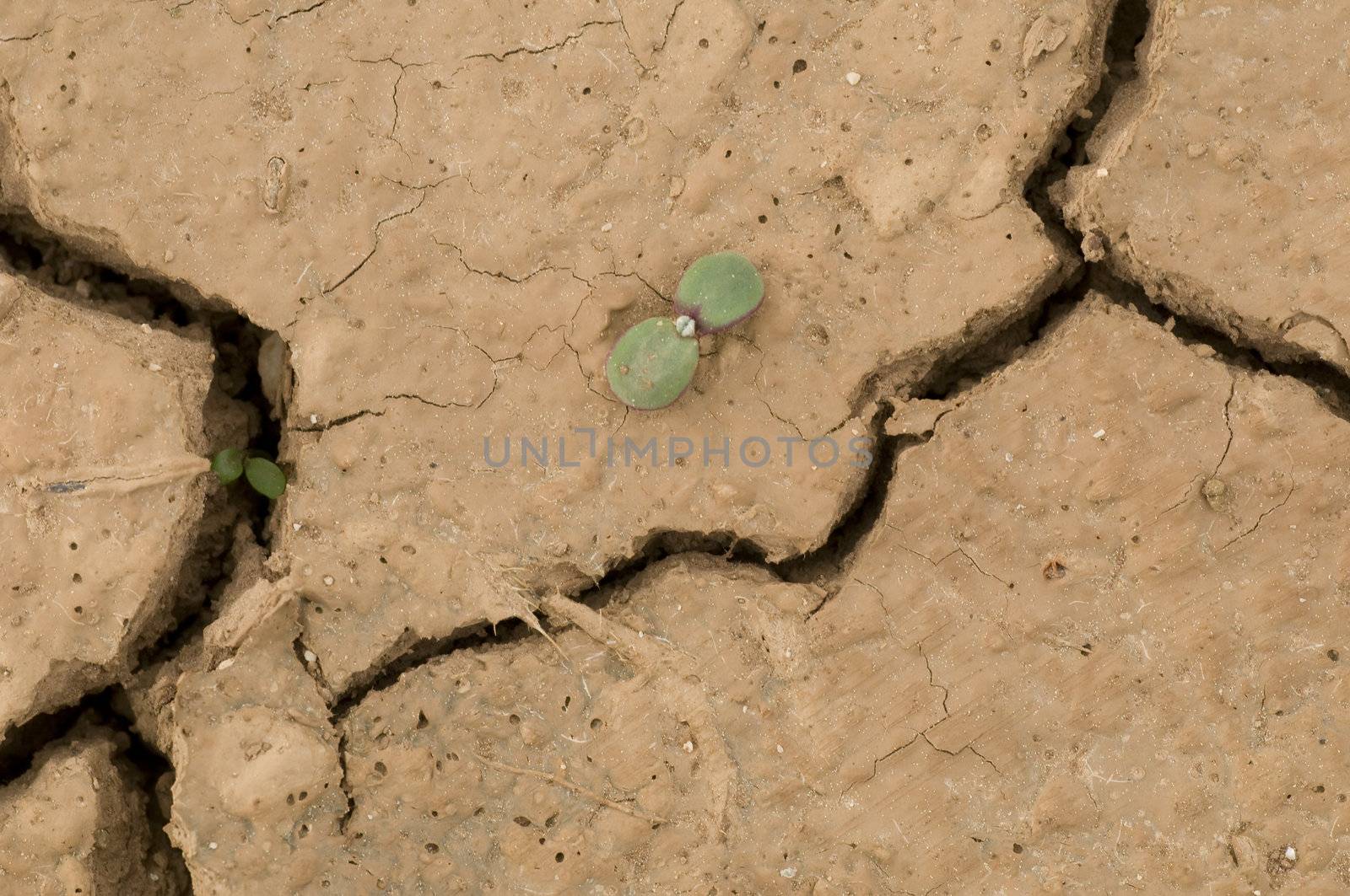 Plant growing in a crack on dry ground