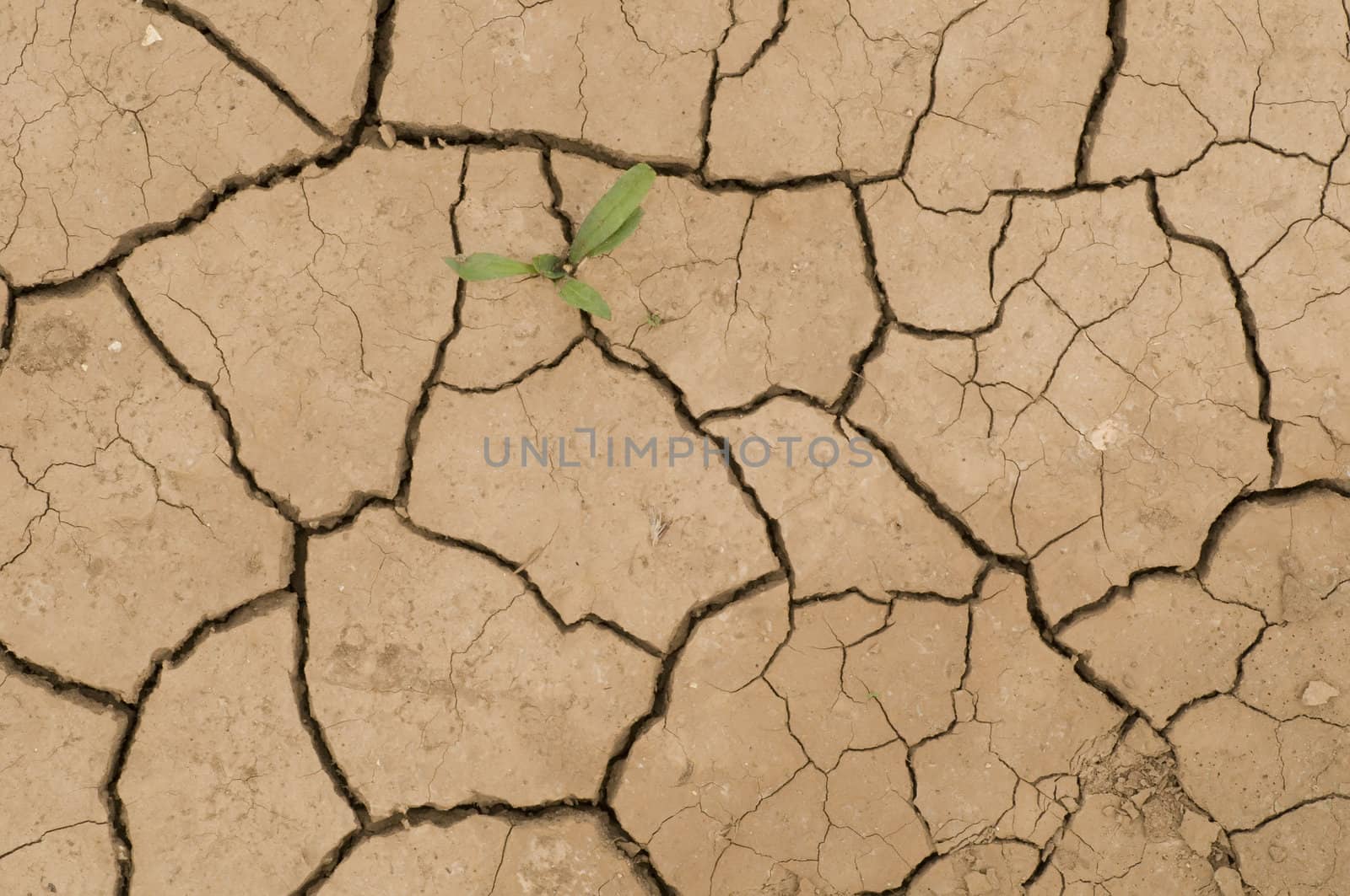 Plant growing in a crack on dry ground