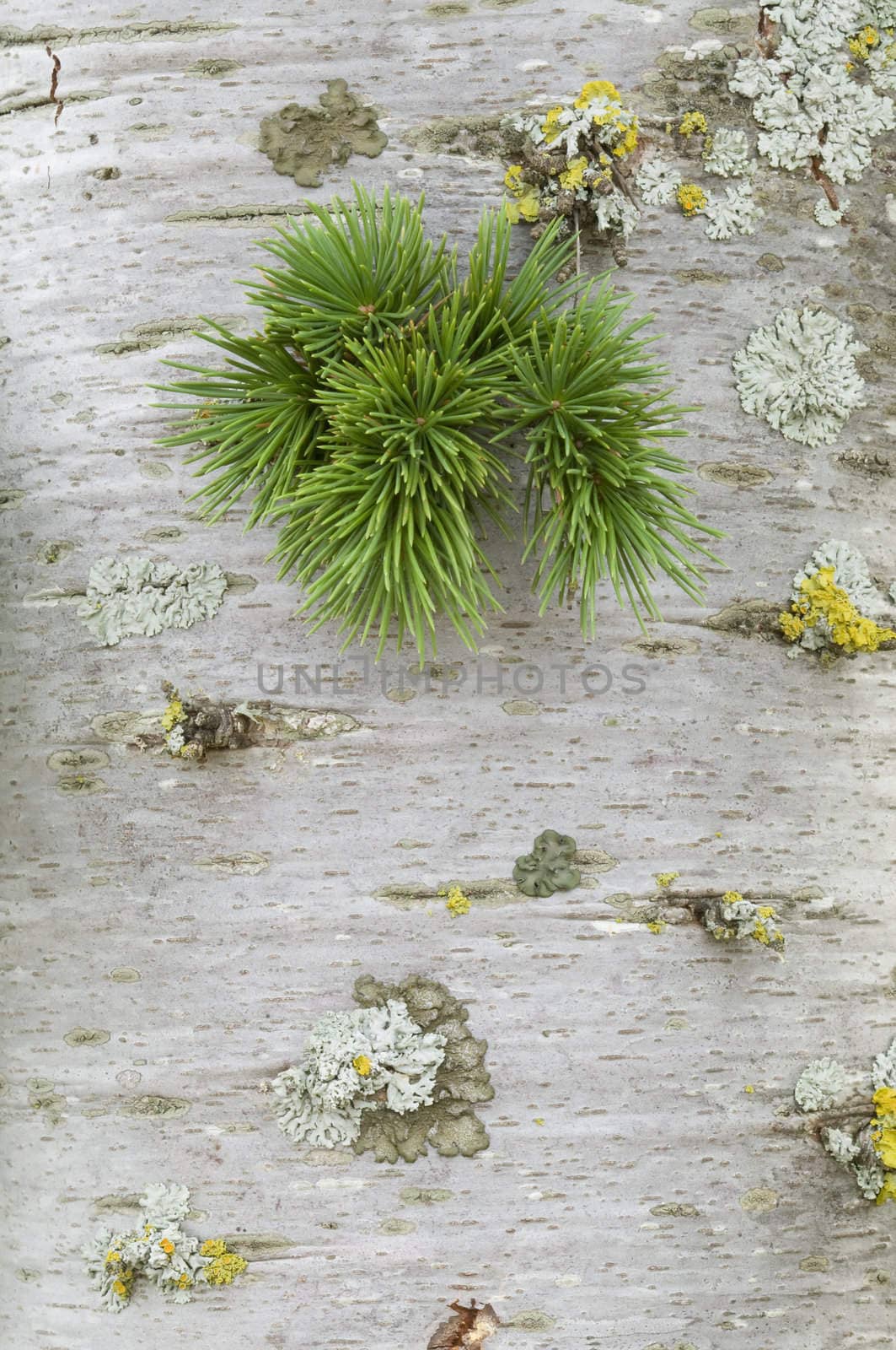 A bud of coniferous tree growing out of the trunk