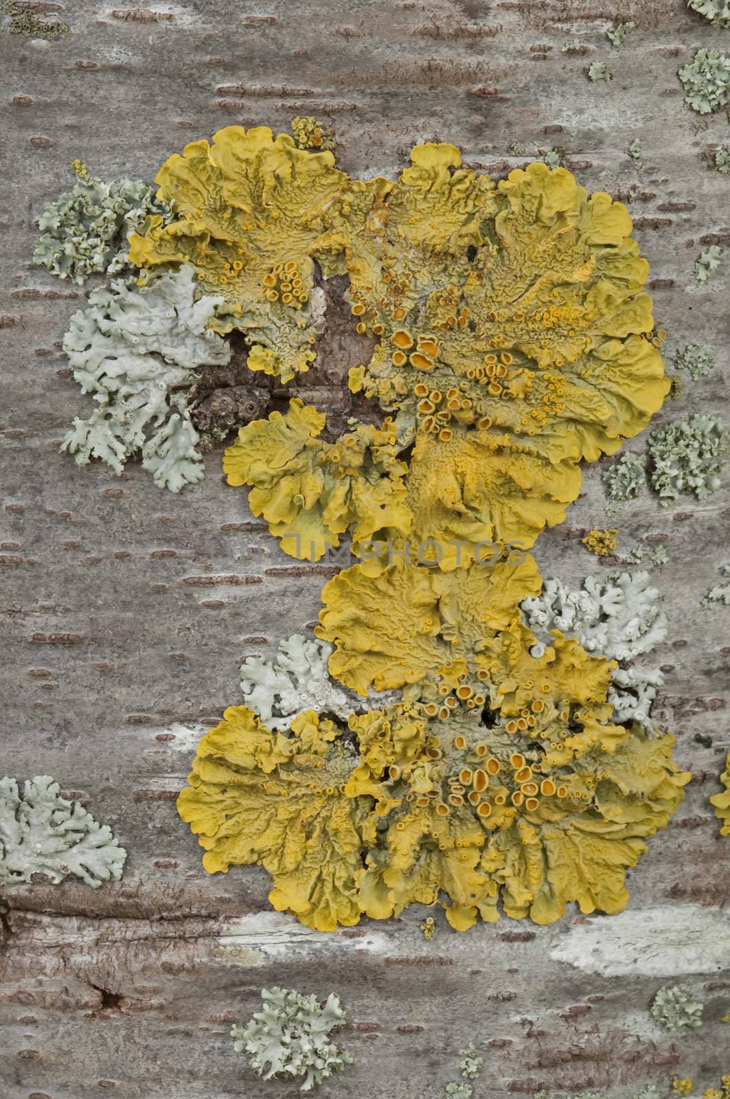 Yellow lichens growing on a tree bark
