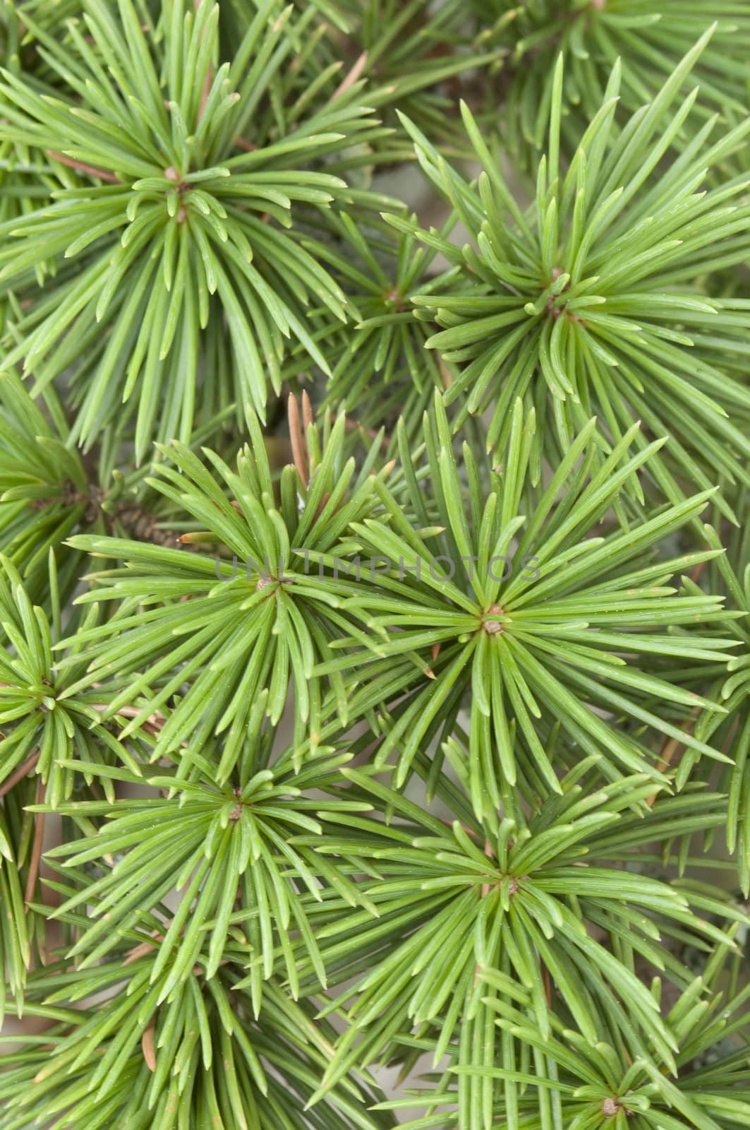 A bud of coniferous tree growing out of the trunk