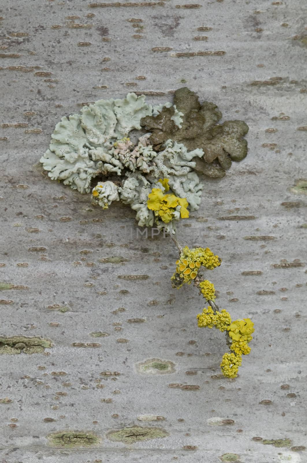 Yellow lichens growing on a tree bark