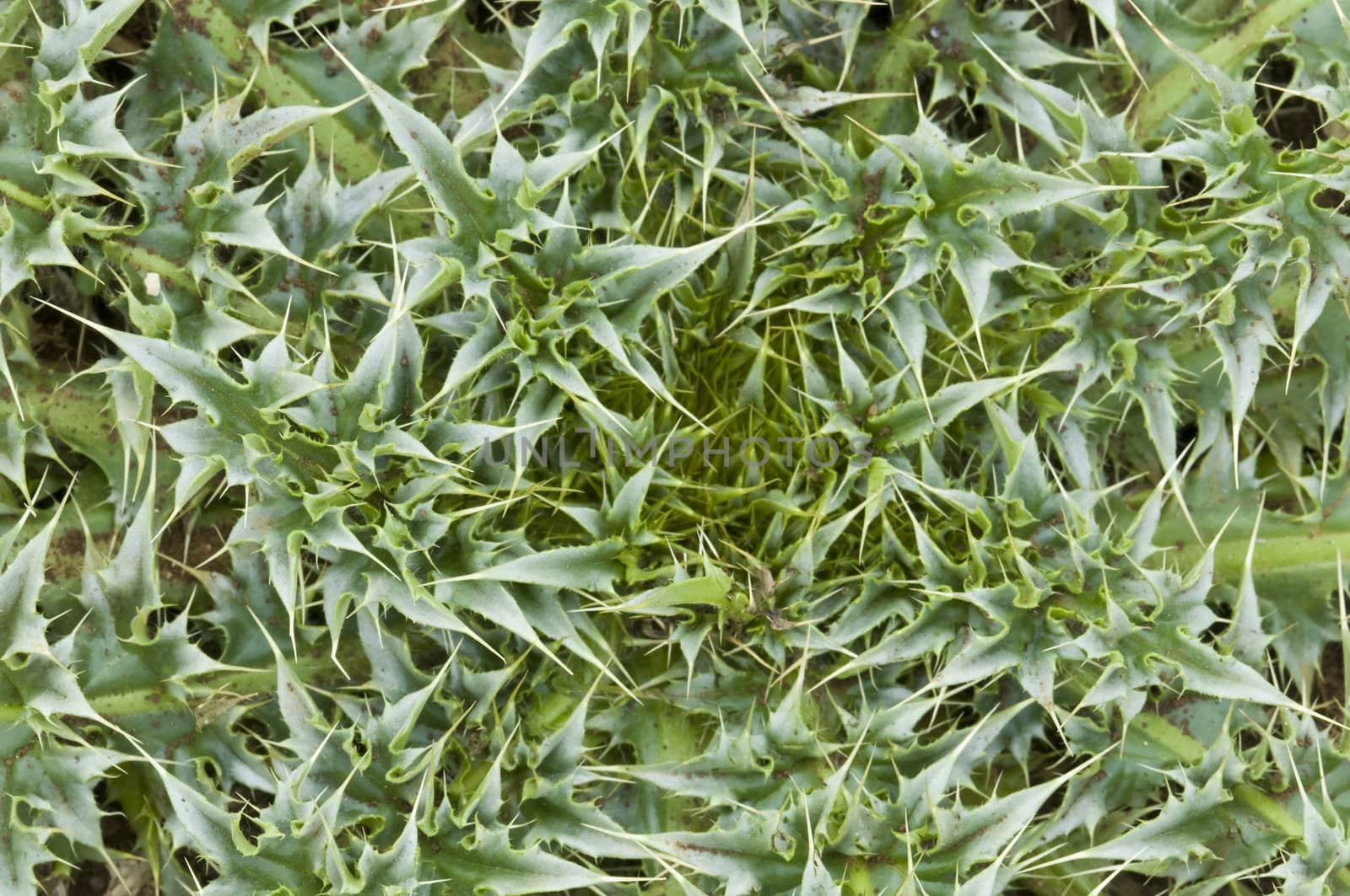 Detail of a plant wih thorny leaves