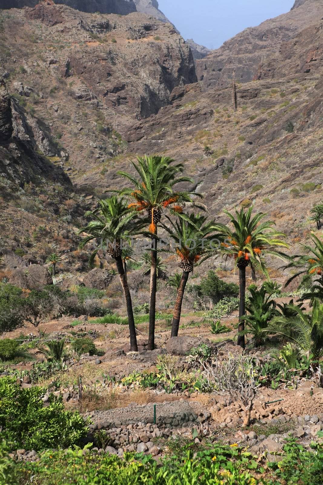 Canary island by haak78