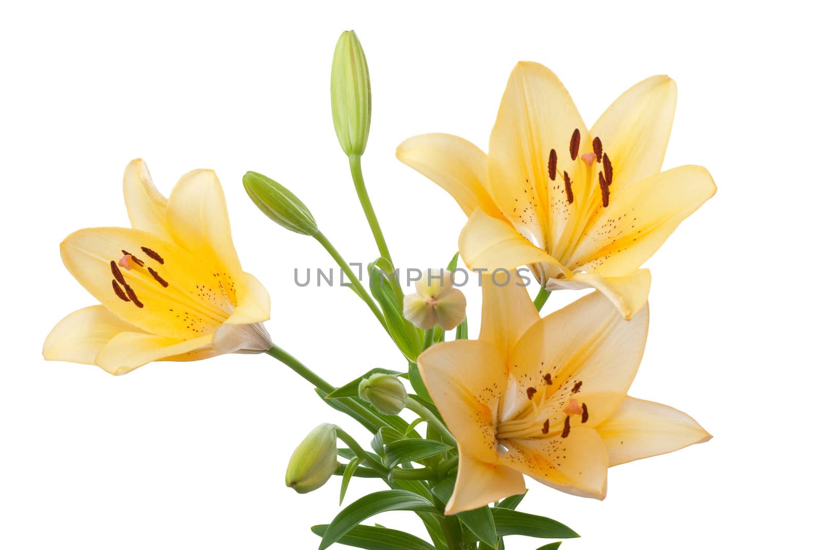 Beautiful yellow lilies isolated on white background.