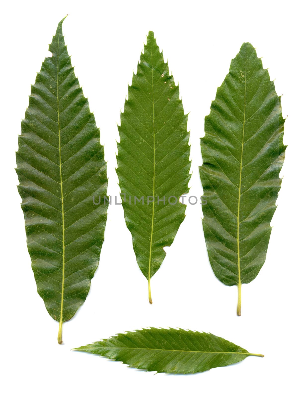 Green chestnuts leaves isolated on white background.