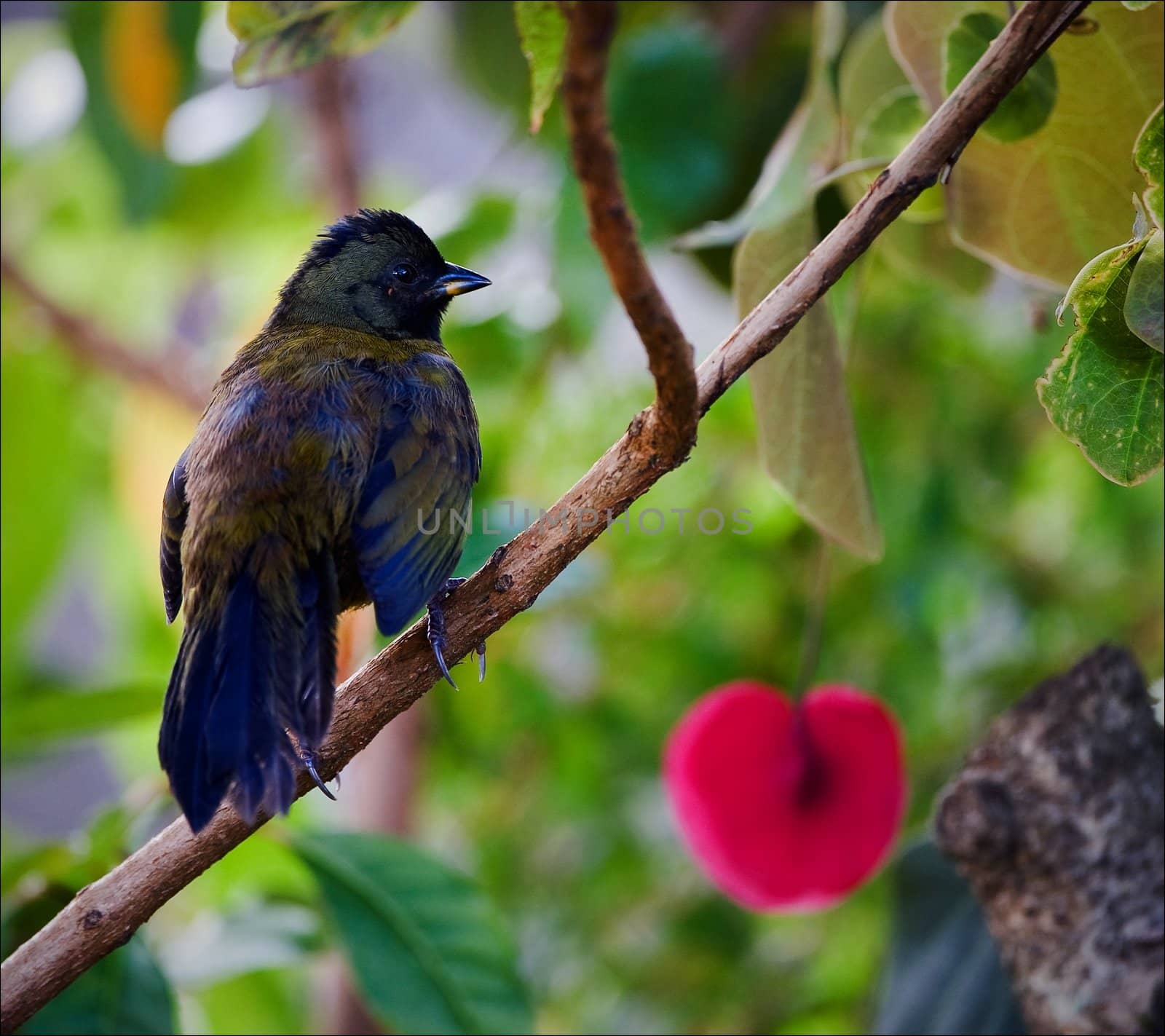 Bird on a branch. by SURZ