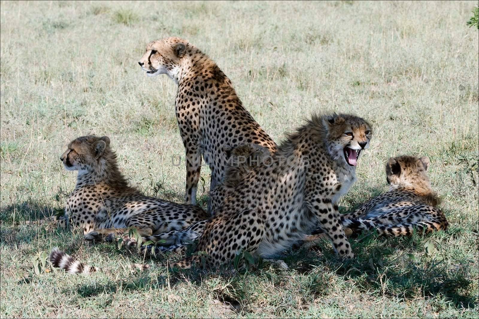 Five cheetahs. The family from five cheetahs hides in a shade of an acacia from the day sun.