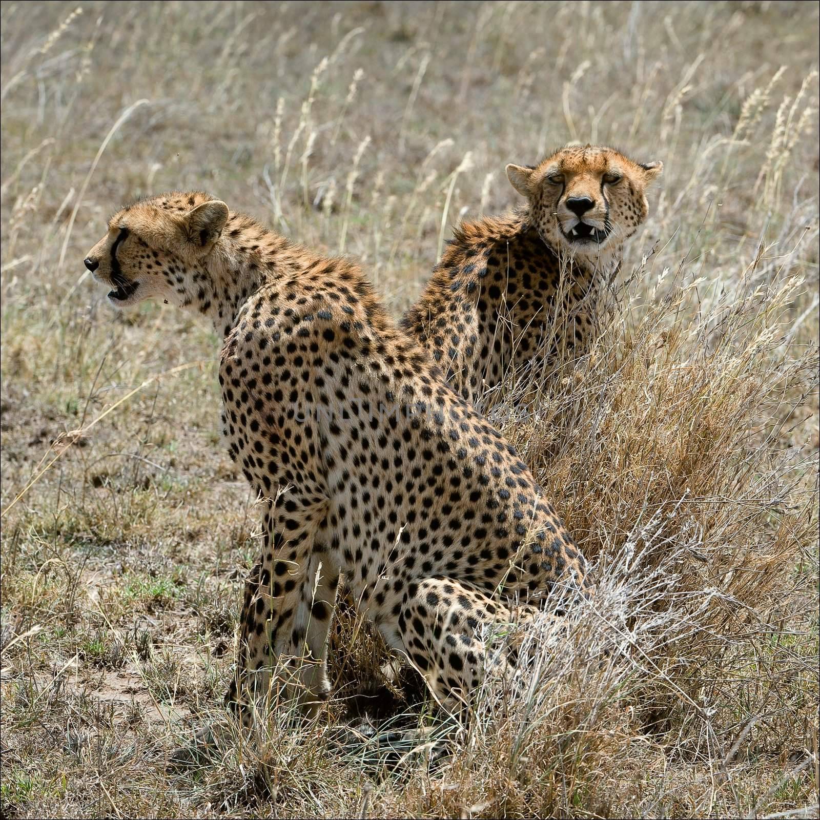 Two cheetahs in a grass. Two cheetahs sit in the grass which has turned yellow from the sun.