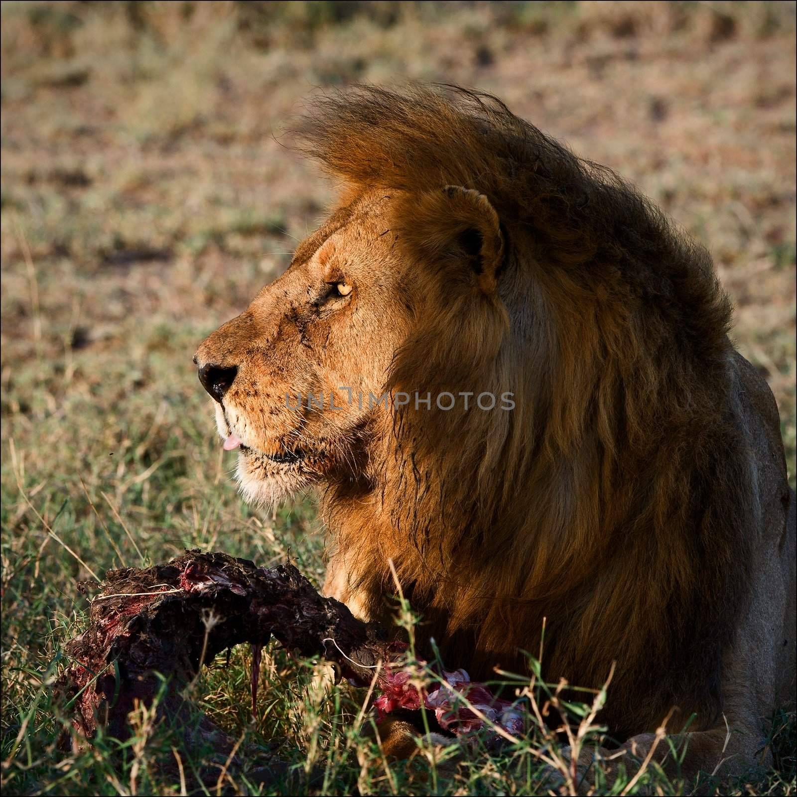 Supper of a lion. A having supper lion in the light of the coming sun with a meat piece.