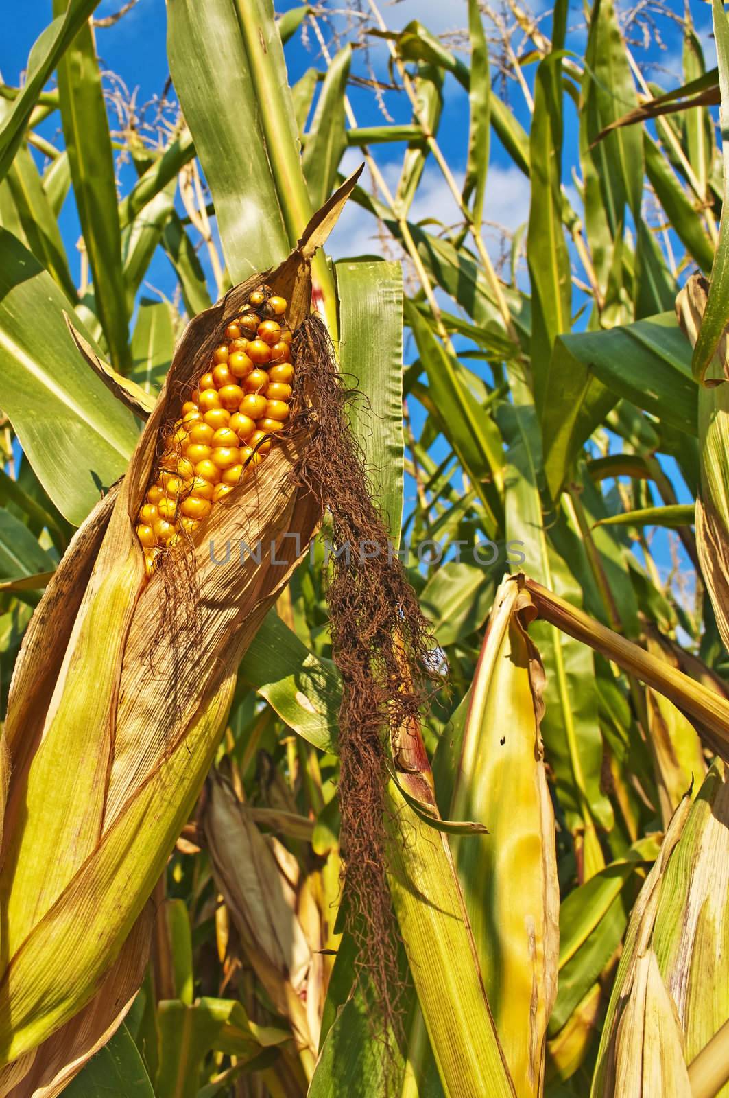 ripe corn by Jochen