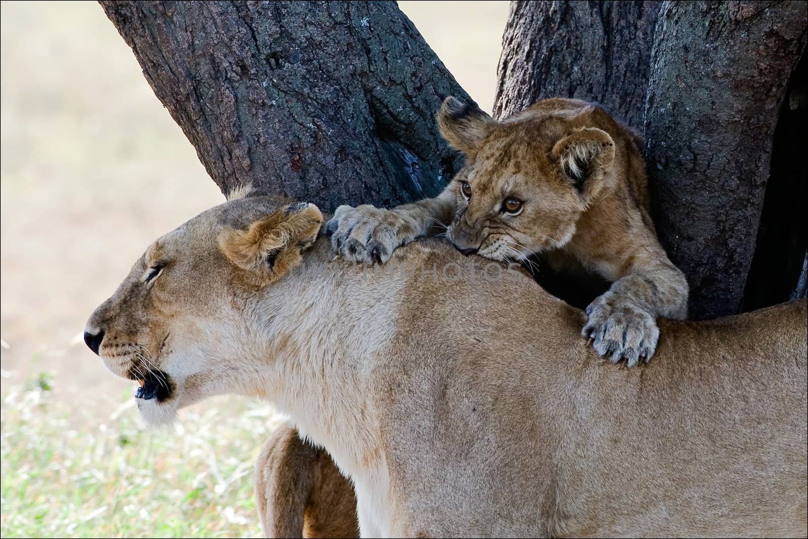 The playing young lion has seized teeth a back of mother - lionesses.