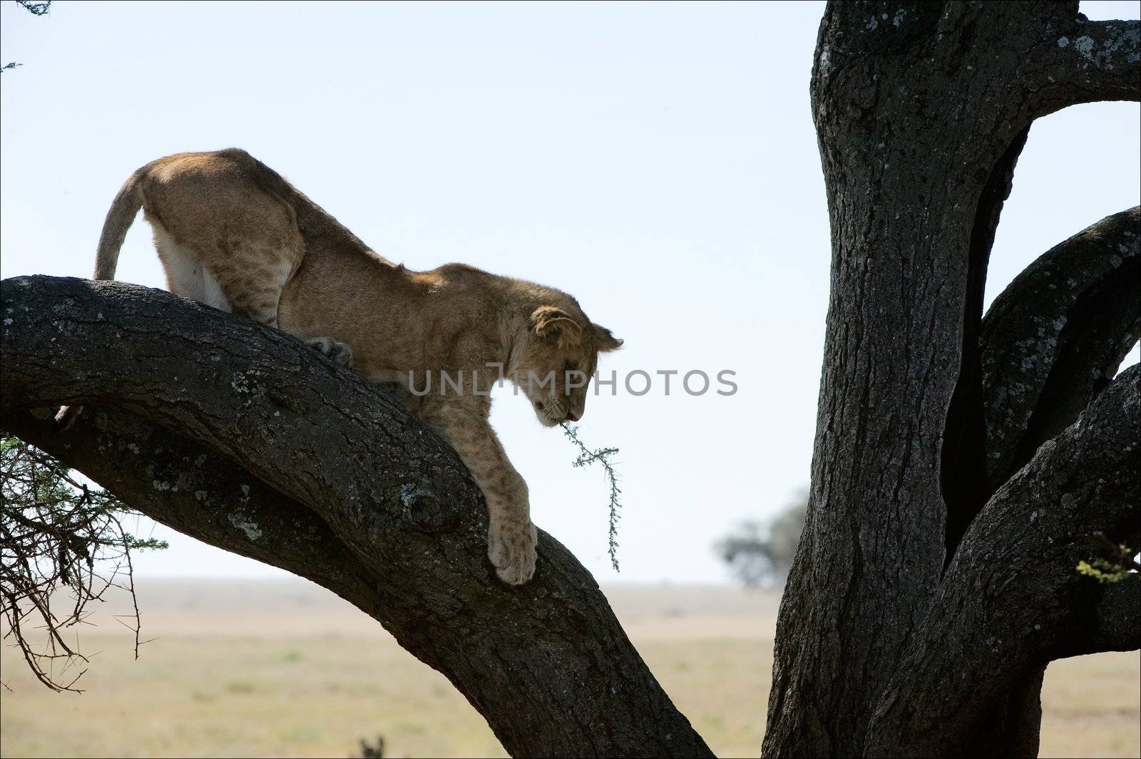 The young lion clambers on a tree branch, holding in a mouth a branch.