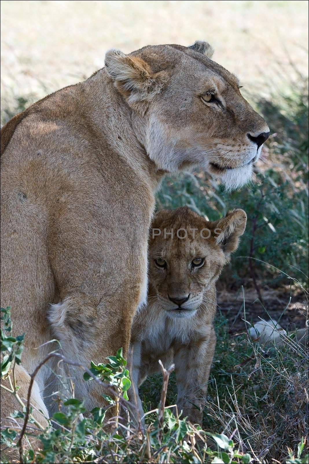 The lioness and young lion sit next in an acacia shade in a hot sunny day.