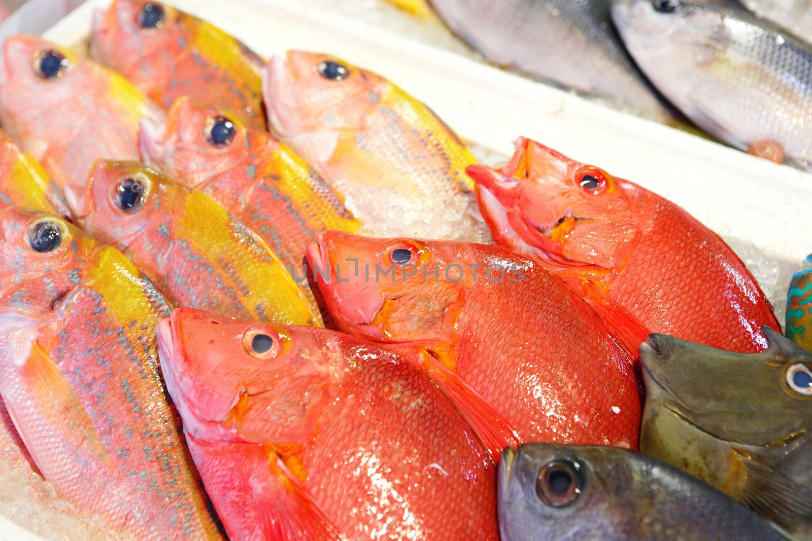 fish for sale