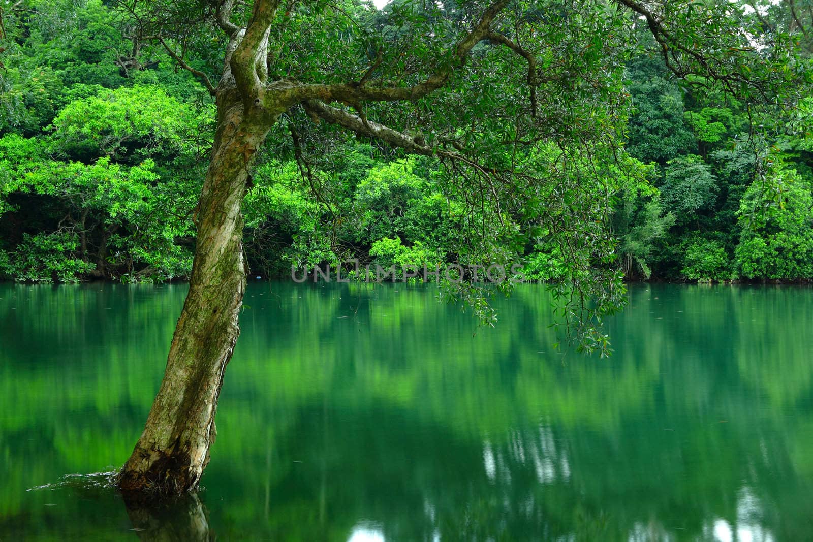 tree on water