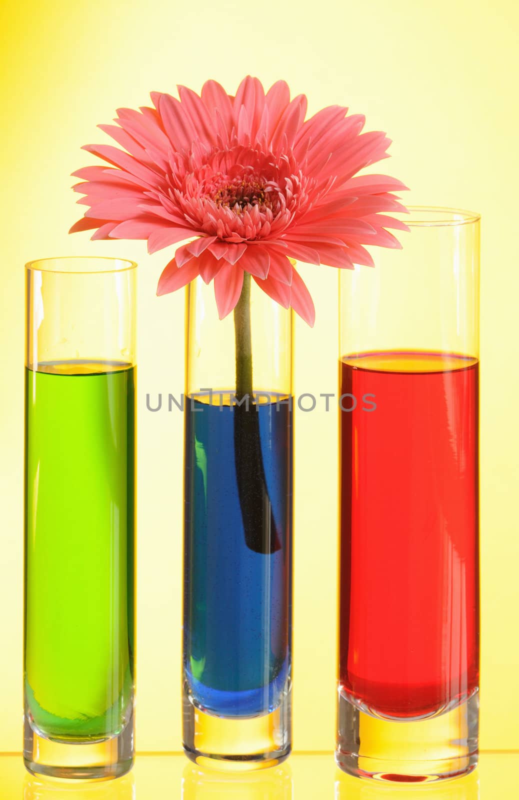 Vases with multi-coloured water on yellow background