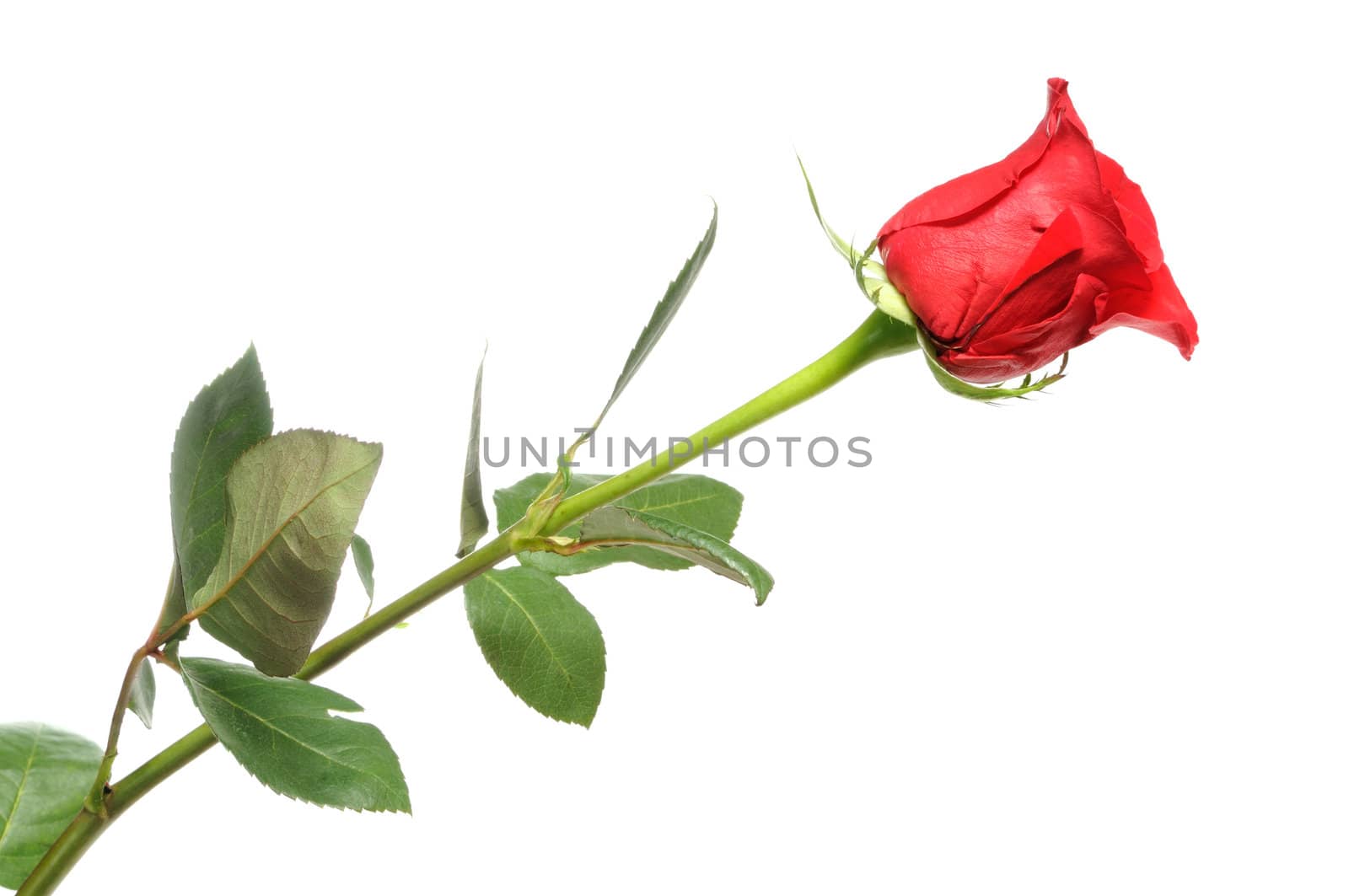 red rose in the vase isolated on white background