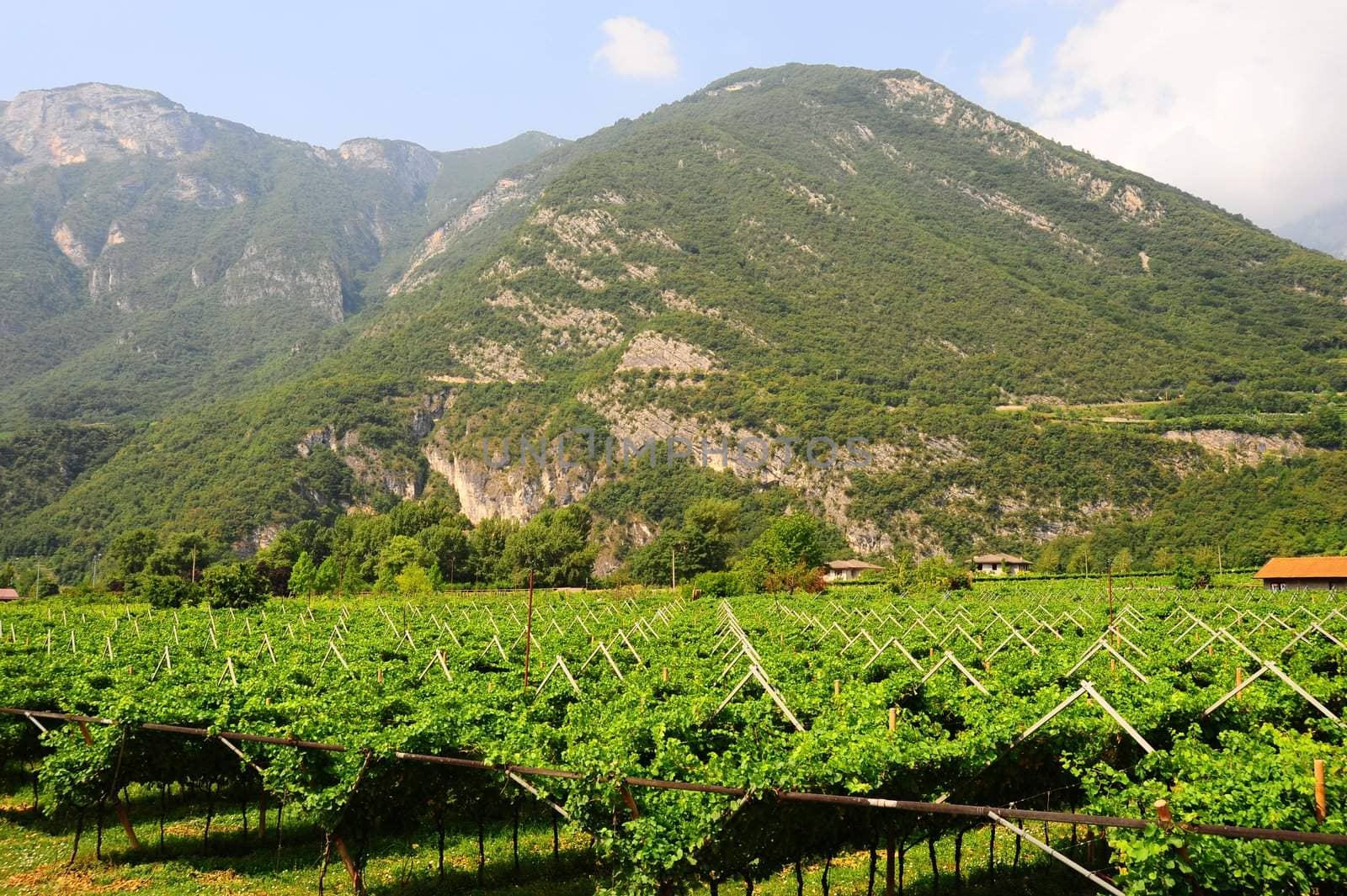 The Vineyard And Farm Houses At the foot Of The Italian Alps