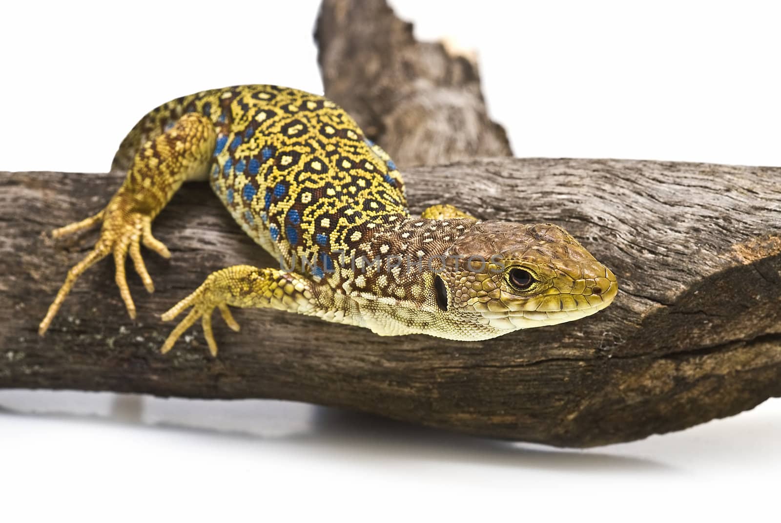 Ocellated lizard on a white background. by angelsimon