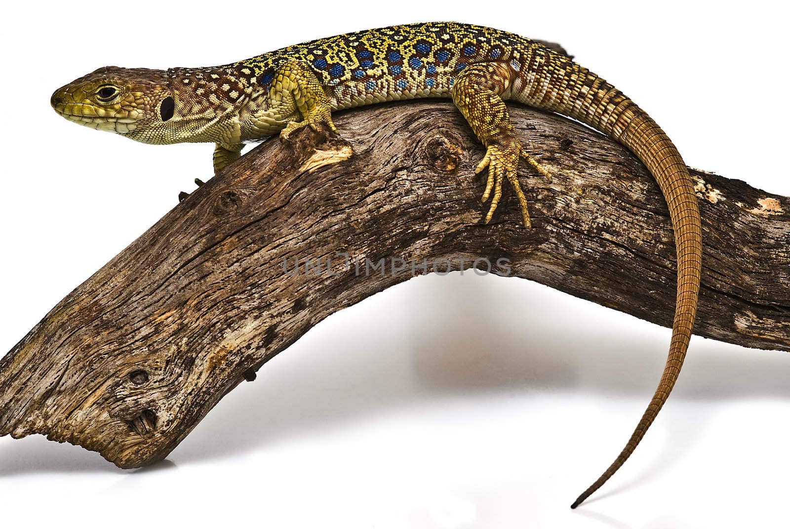 A colorful ocellated lizard isolated on a white background.