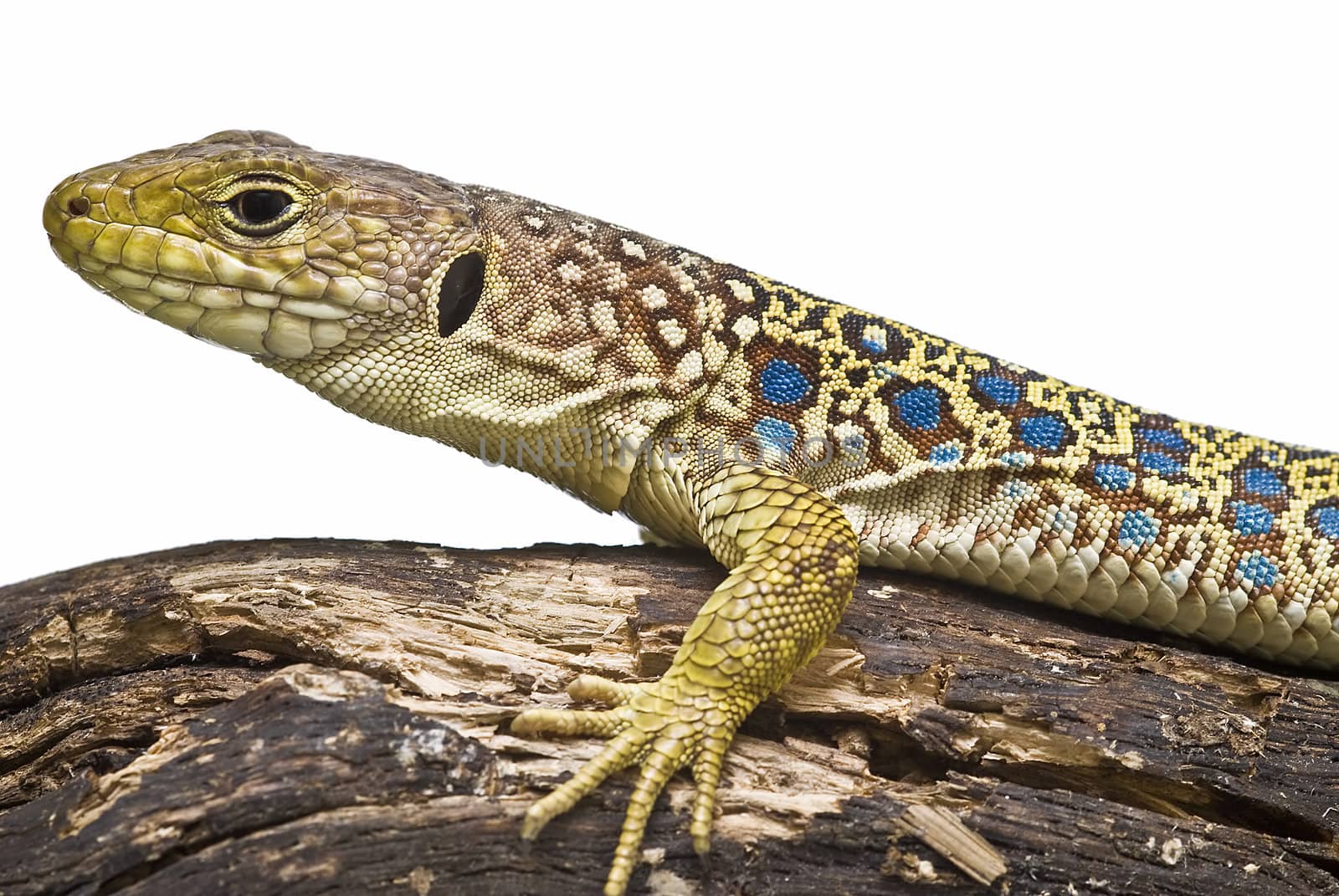 A colorful ocellated lizard isolated on a white background.