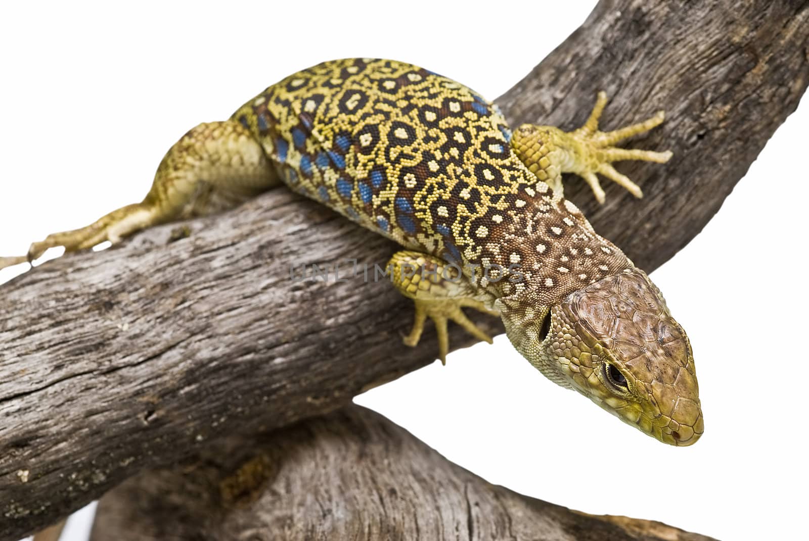 A colorful ocellated lizard isolated on a white background.