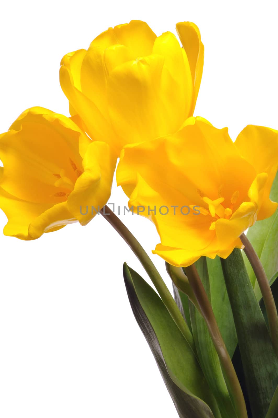 Bouquet of yellow tulips isolated on white background