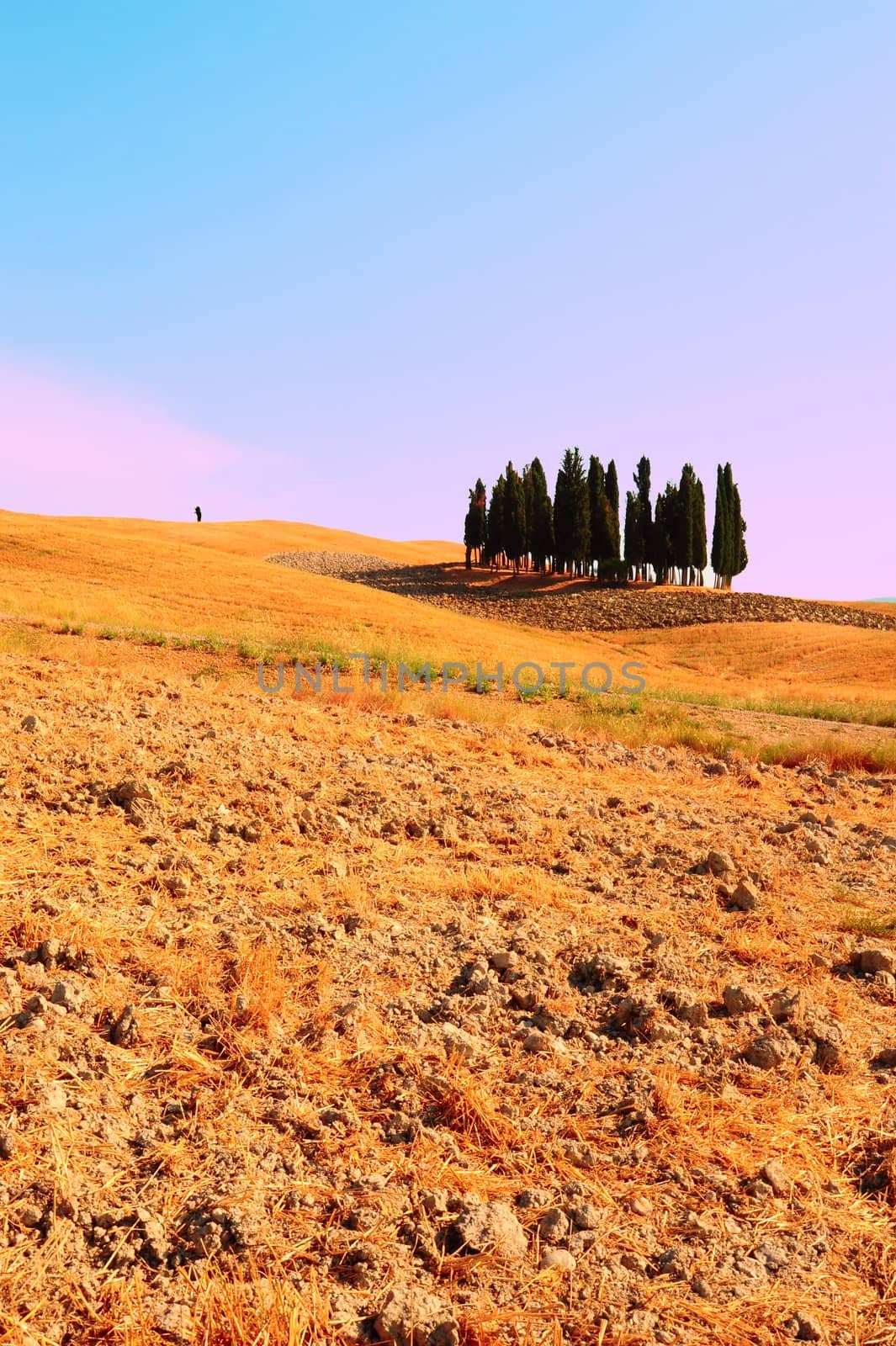 Tuscany Landscape With Many Ornamental Cypress In The Morning