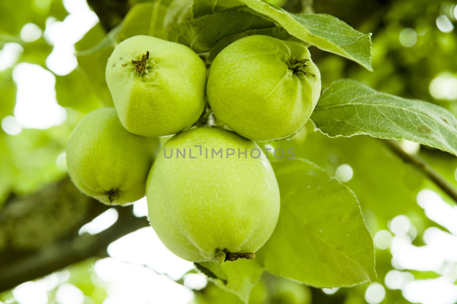 Four apples on a branch taken as macro