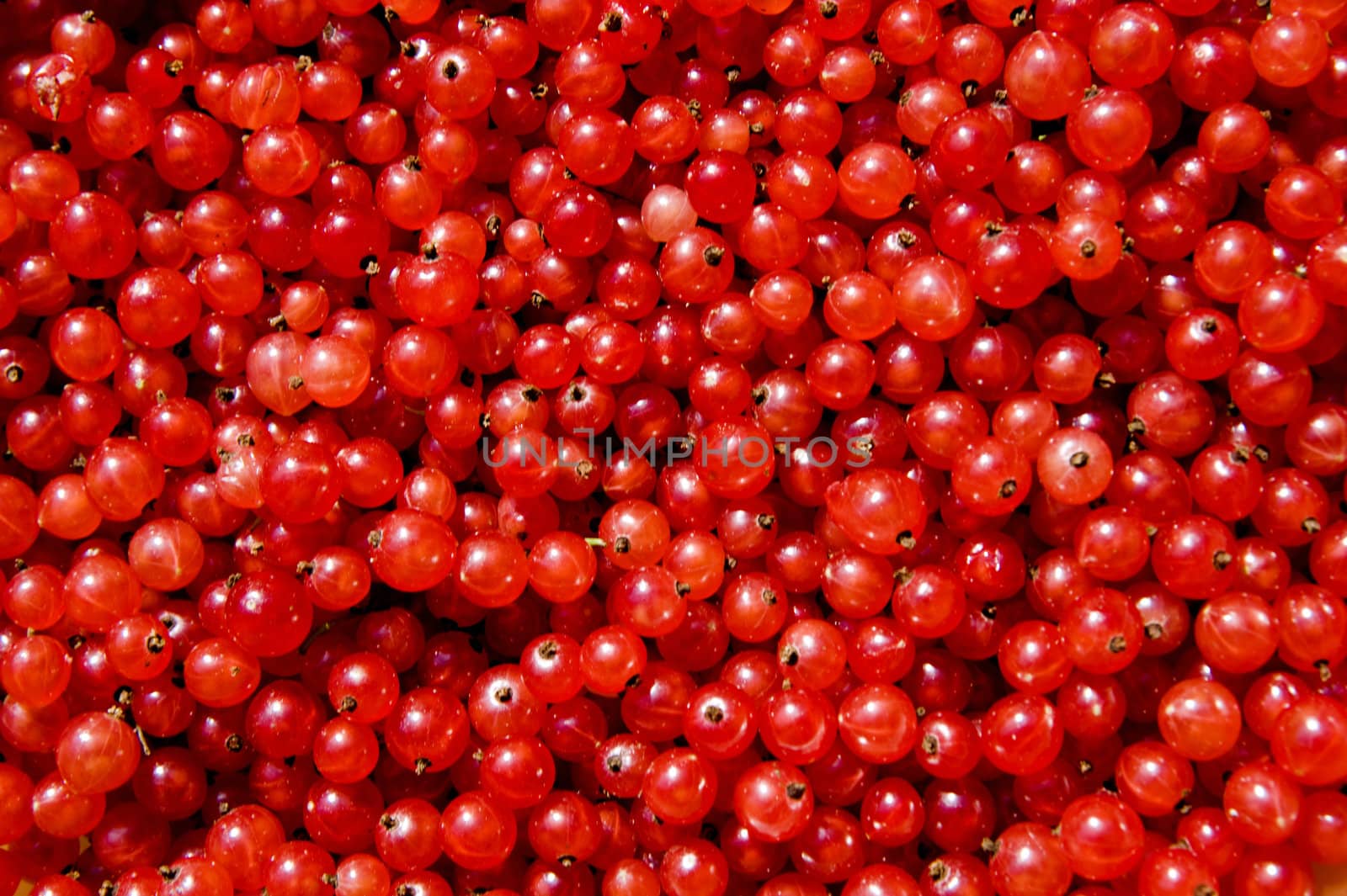 The reaped crop of a currant taken as macro