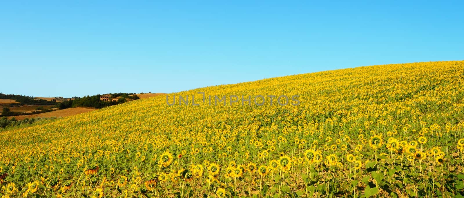 Hill In Tuscany, Covered With The Golden Sunflowers