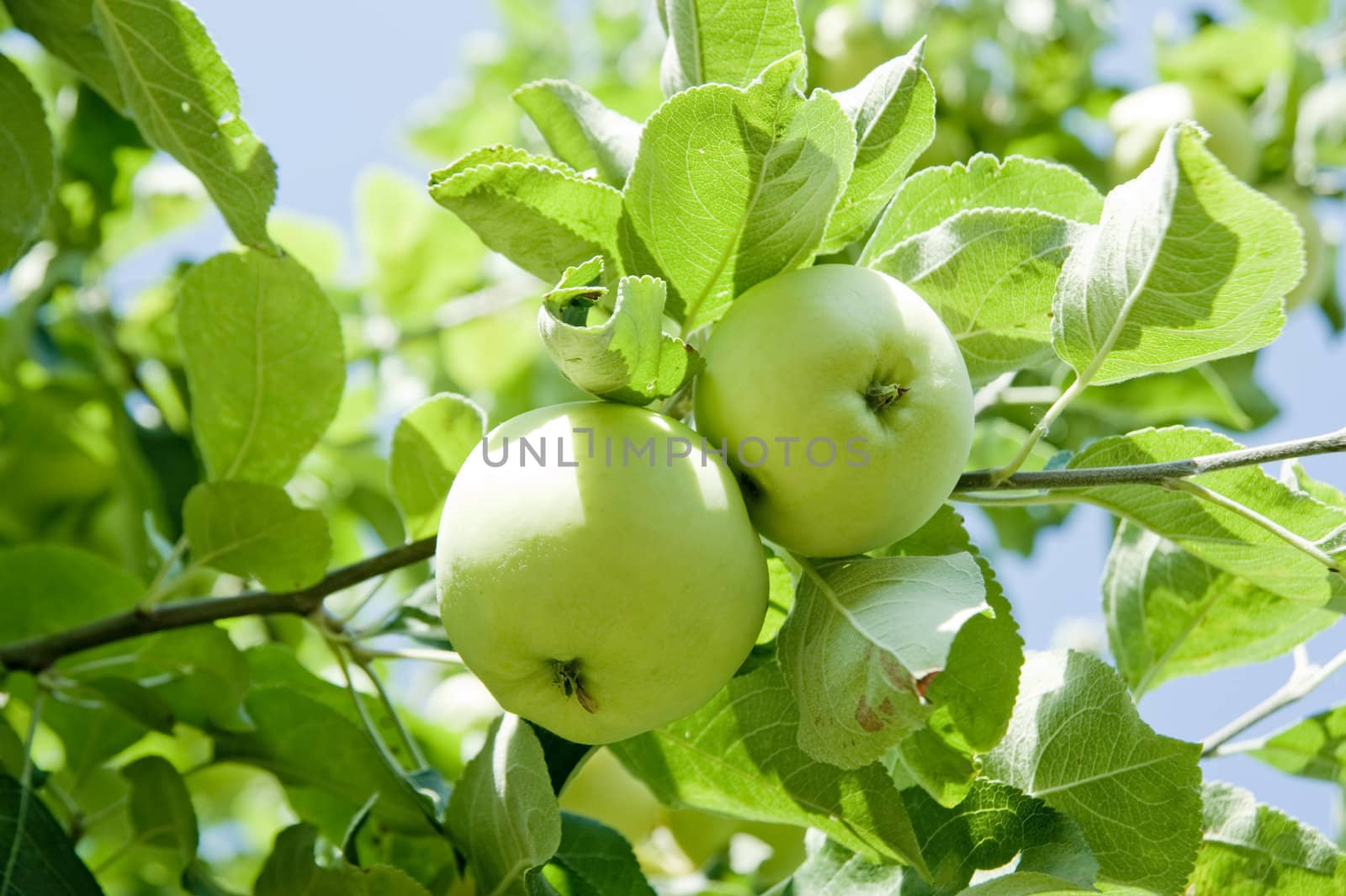 Three green apples on a branch taken as clouse up