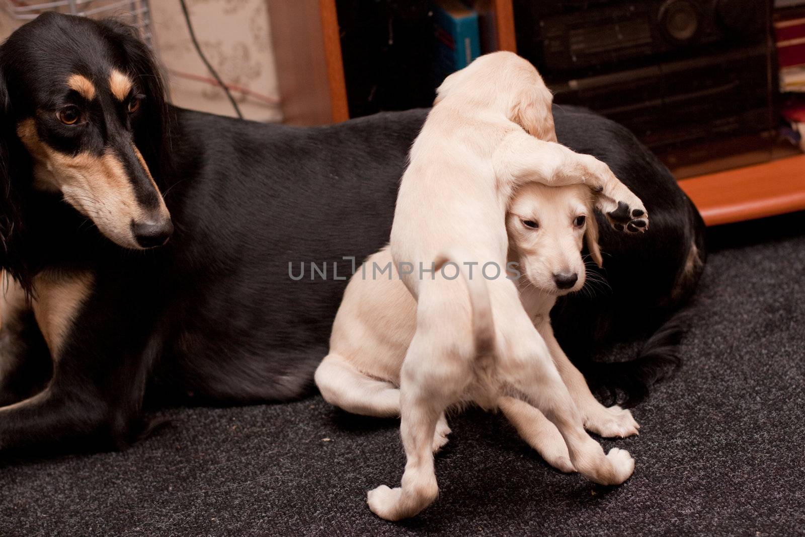 Two playing saluki pups and its mother on carpets
