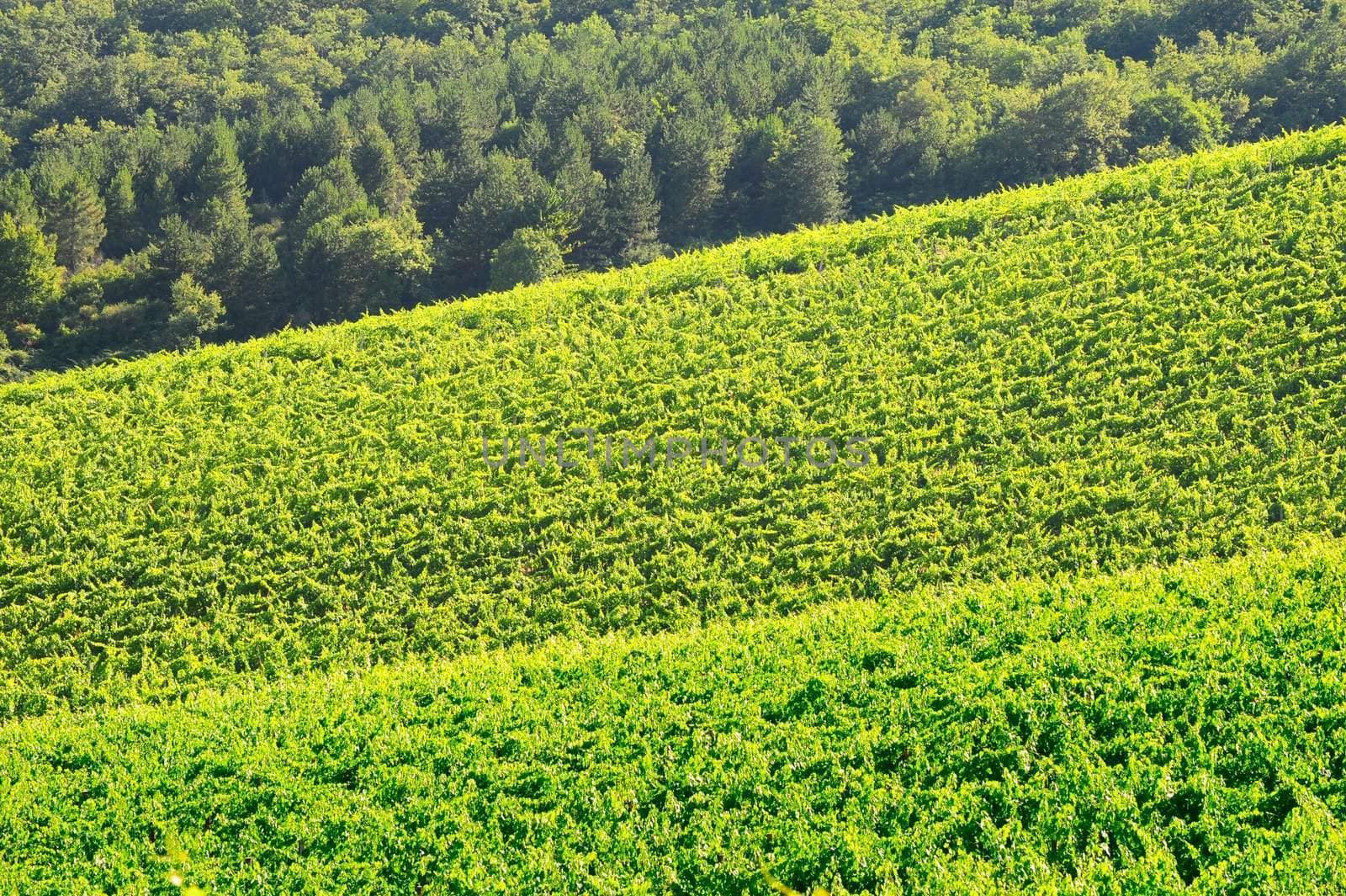 Natural Background Of Vineyard In The Chianti Region