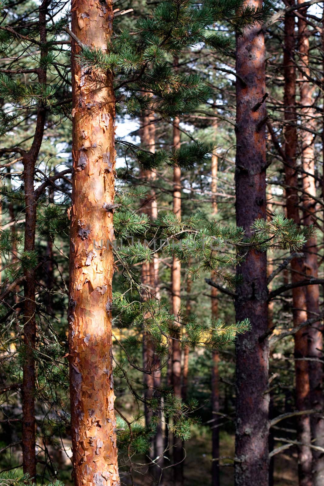 Evergreen leaves on tree branches bathing in sunlight in a forest
