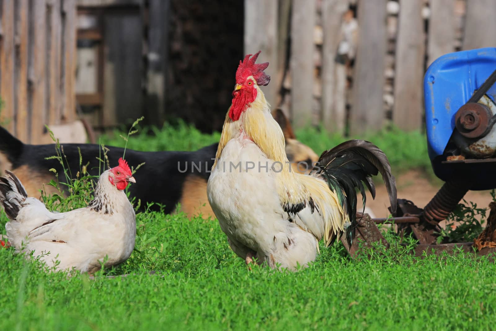 Characteristic rural landscape of Eastern Europe, showing cock and hen.