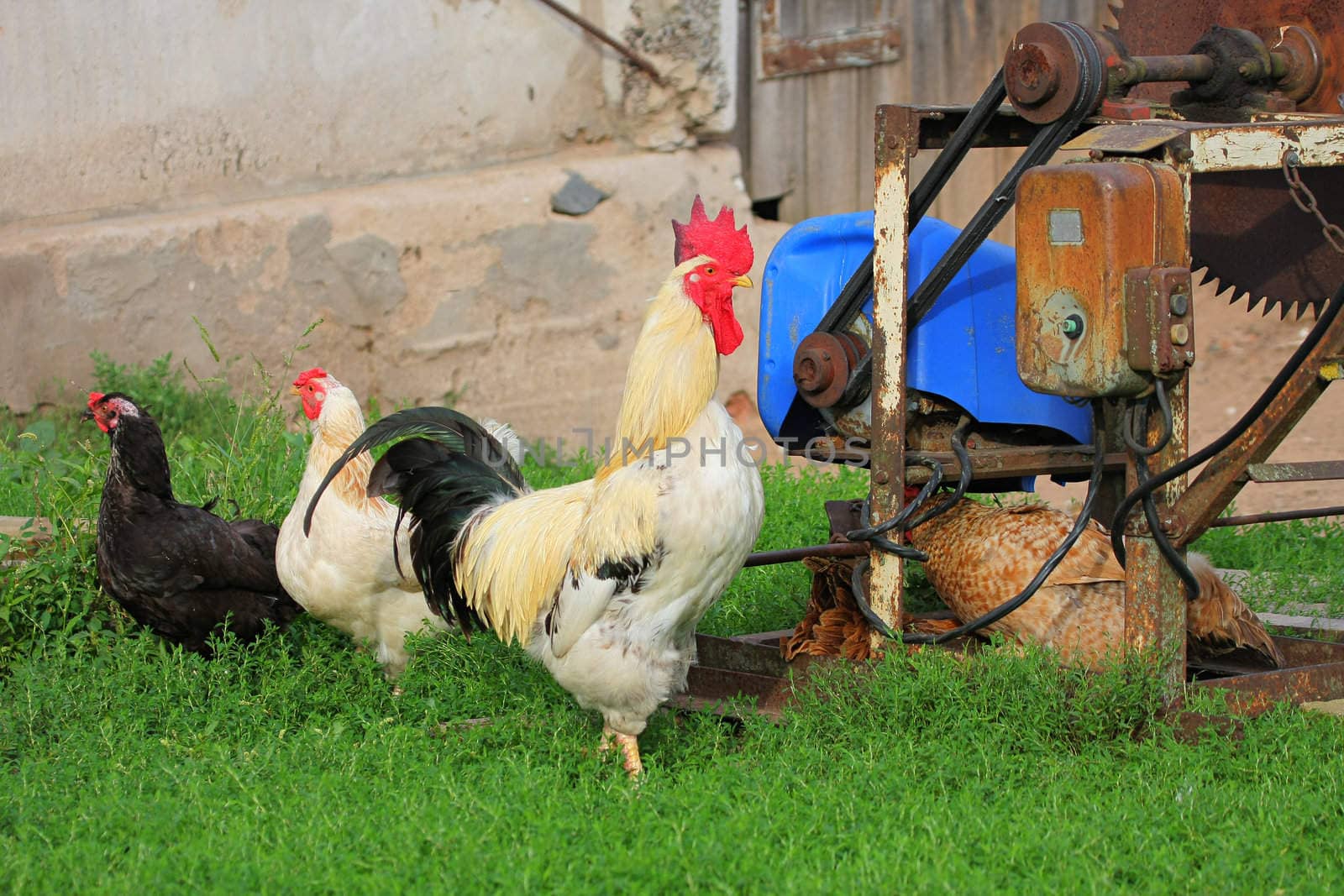 Characteristic rural landscape of Eastern Europe, showing cock and hens.