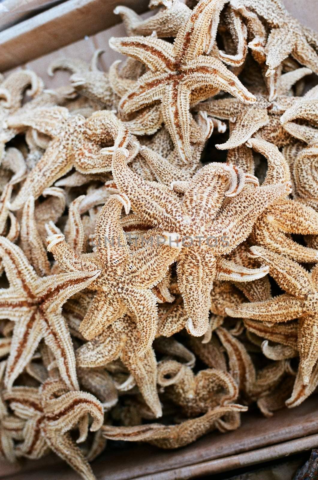 dried starfish that is used as chinese medicine, an exotic food