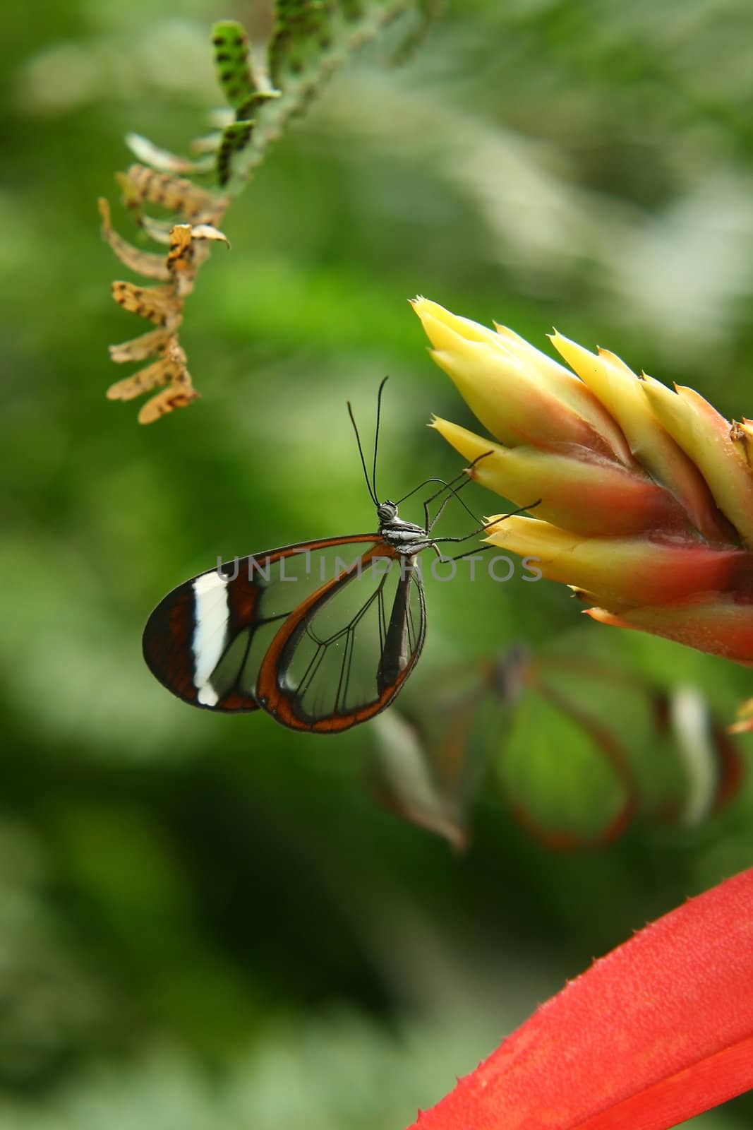 a butterfly on a plant