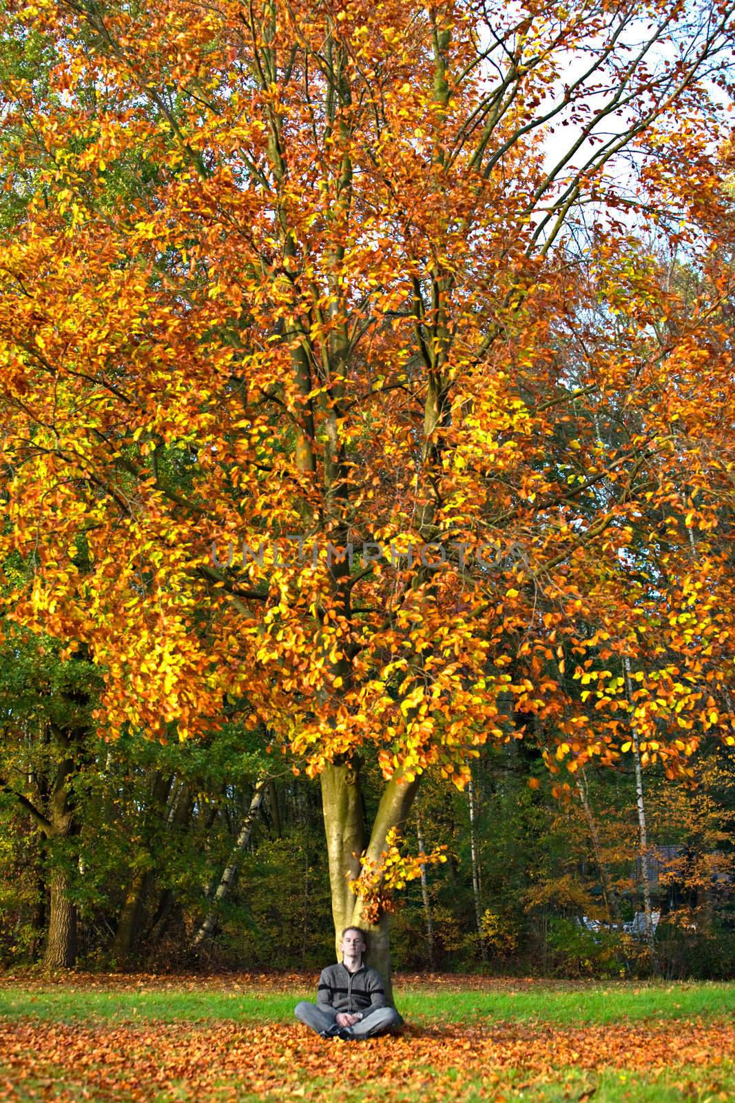 colors of a autumn tree
