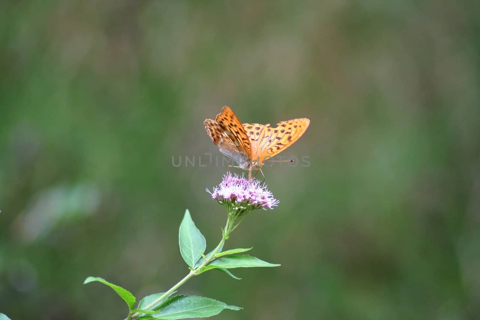 an orange butterfly on a flower