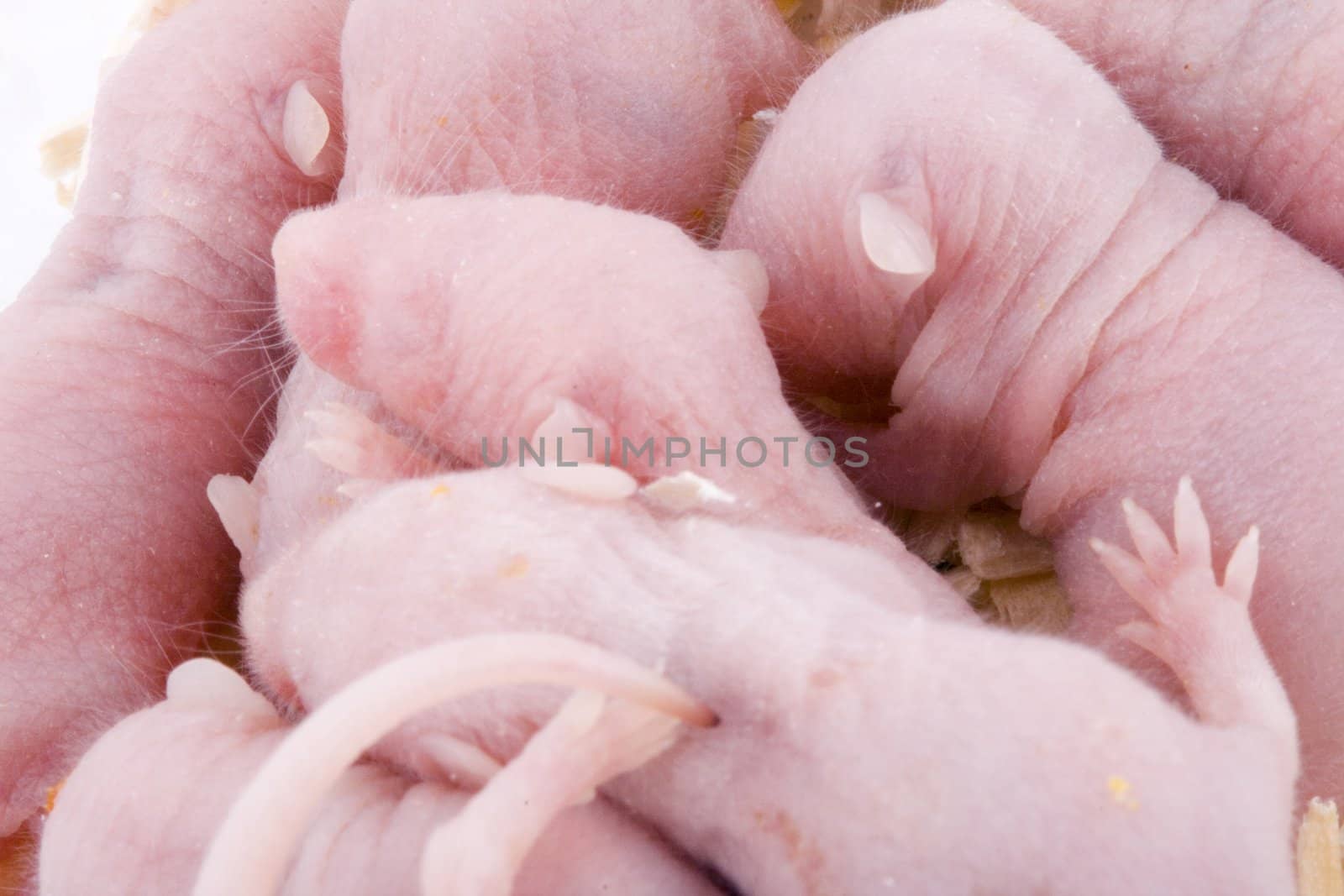 a nest full of small pink baby mice