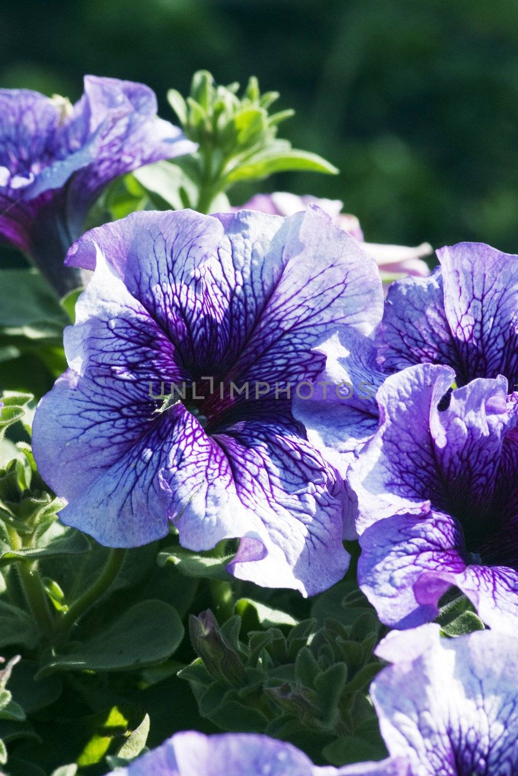 Purple Petunia in the garden