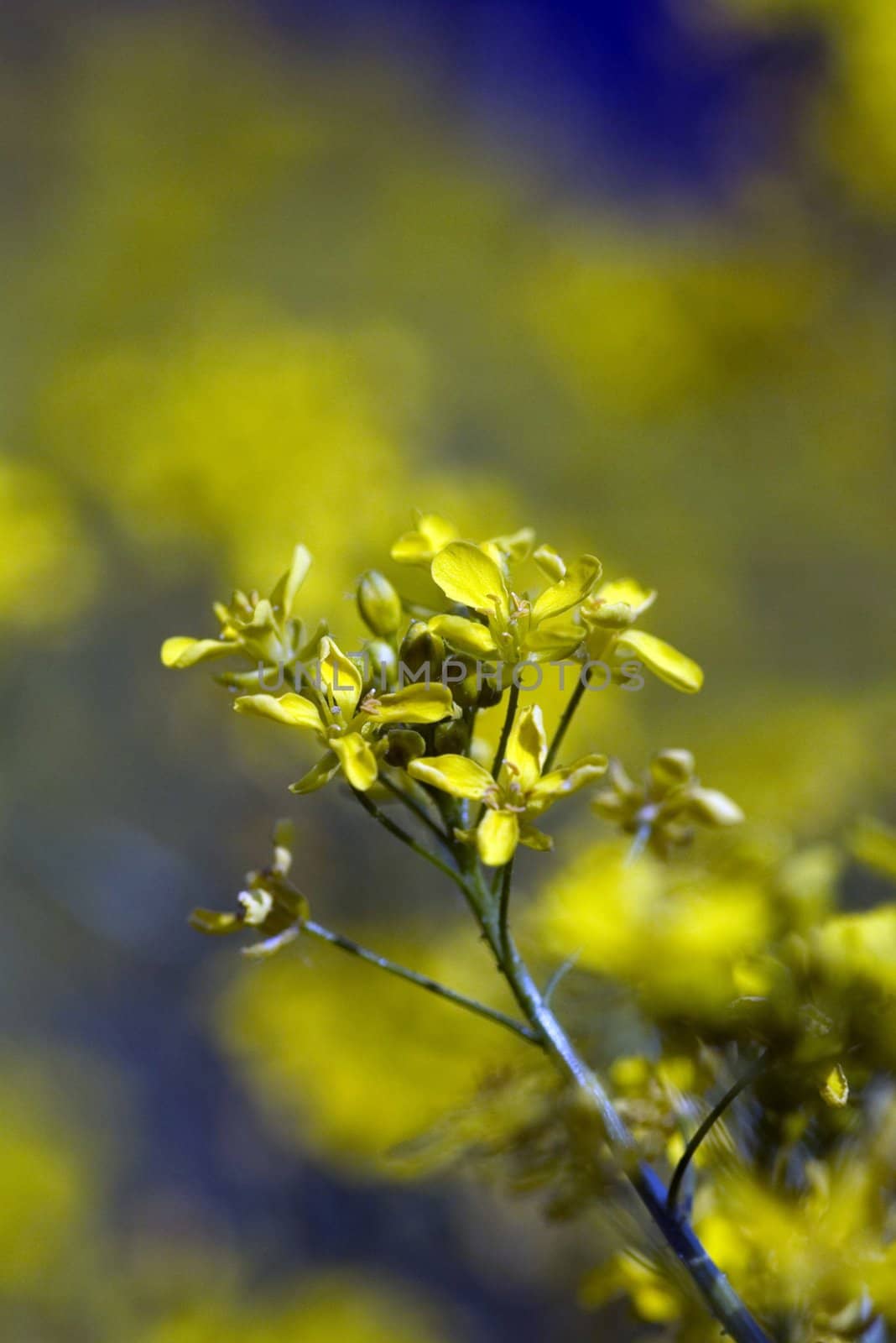 Rape oilseed flower over blooming field